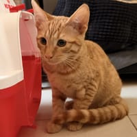 GRYFFONDOR, chat à adopter