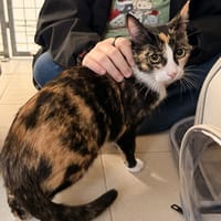 SERDAIGLE, chatte à adopter