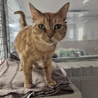 RONRON D'HIVER, chat à adopter