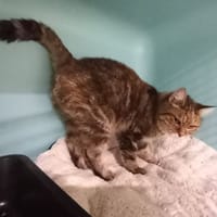 Pomara, chatte à adopter