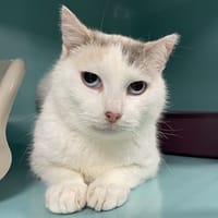 LIVY, chatte à adopter