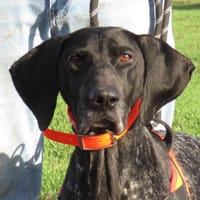 NOISETTE, chienne à adopter