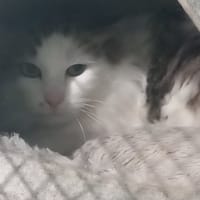 Mirage, chat à adopter