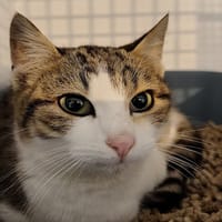 KIM (RESERVE), chat à adopter