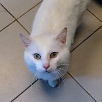 CRUISE, chat à adopter