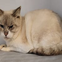 MORGAN, chat à adopter