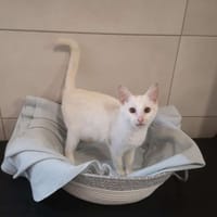DIAMANT, chat à adopter