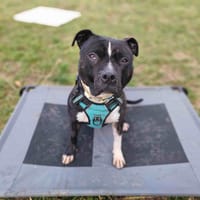 ATHENA VAA, chienne à adopter