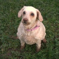 Chipie, chienne à adopter