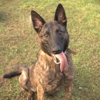 Nounours, chien à adopter