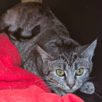 ABY, chatte à adopter