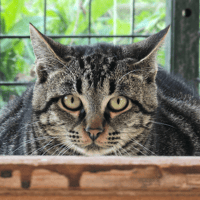 AUSTIN, chat à adopter