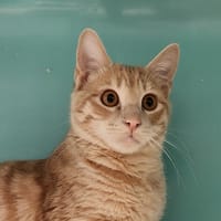 ZAP QCT (réservé), chat à adopter