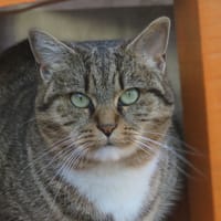 Simone, chatte à adopter