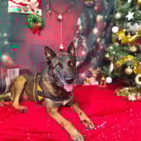 SEOUL VAA, chien à adopter