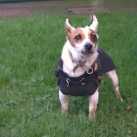 Oliver, chien à adopter