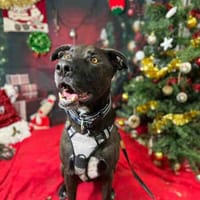 NINO VAA, chien à adopter