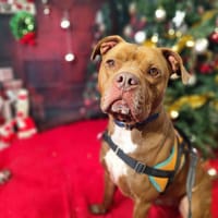 THOR VAA, chien à adopter