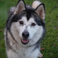 Thia, chienne à adopter