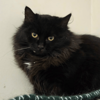 BIJOU, chat à adopter