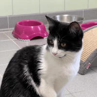 CLOVER, chat à adopter