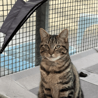 ALADIN, chat à adopter