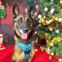 KARA VAA, chienne à adopter