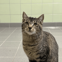 FUKU, chat à adopter