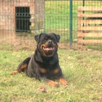 Panthère, chien à adopter