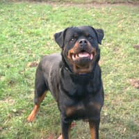 Panthère, chien à adopter