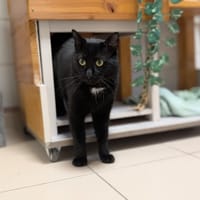 ALIAS, chat à adopter