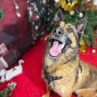 ASLO VAA, chien à adopter