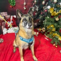 LYSE VAA, chienne à adopter