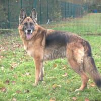 NIKITA, chienne à adopter