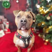 ORSO VAA, chien à adopter