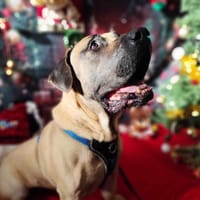 OSCAR VAA, chien à adopter