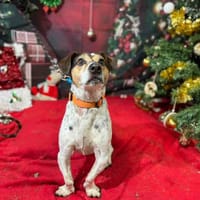 ZULK VAA21131, chien à adopter