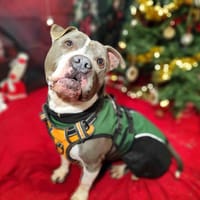 GROOT VAA, chien à adopter