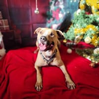 PABLO VAA, chien à adopter