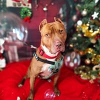 MASTIK VAA, chien à adopter