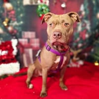 BIJOU VAA, chienne à adopter