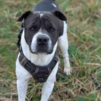 SAM VAA, chienne à adopter