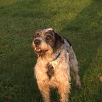 Spah, chien à adopter