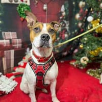 BETTY VAA, chienne à adopter