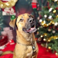 PAPRIKA VAA, chien à adopter