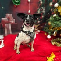 VOLT VAA, chien à adopter