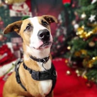 FOXY VAA, chien à adopter