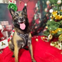 MALI VAA, chien à adopter