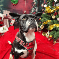 DOUG VAA, chien à adopter