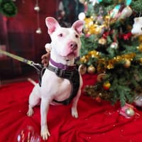 NOUCKY VAA, chienne à adopter